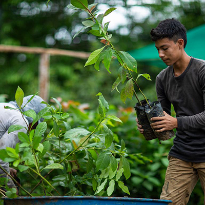 A young man carrying a plant