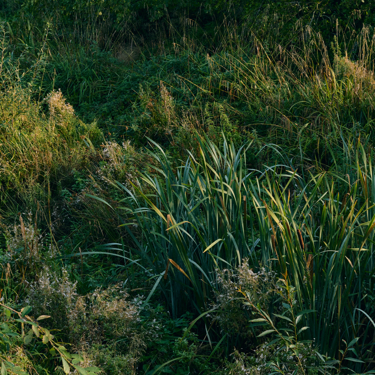 Tall grass and plants in a natural setting