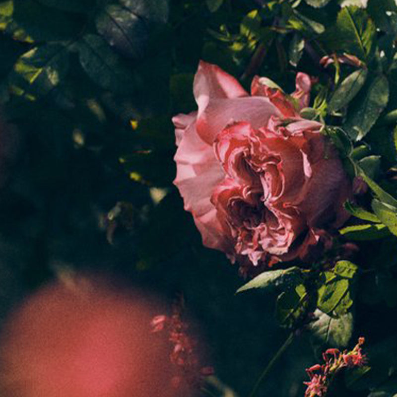 Pink rose surrounded by green leaves with a blurred background