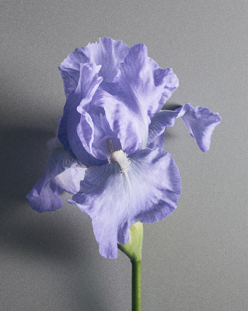A single light purple iris flower with a green stem, photographed against a plain gray background.