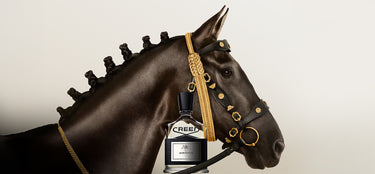 Horse with a Creed bottle on its head, set against a plain background