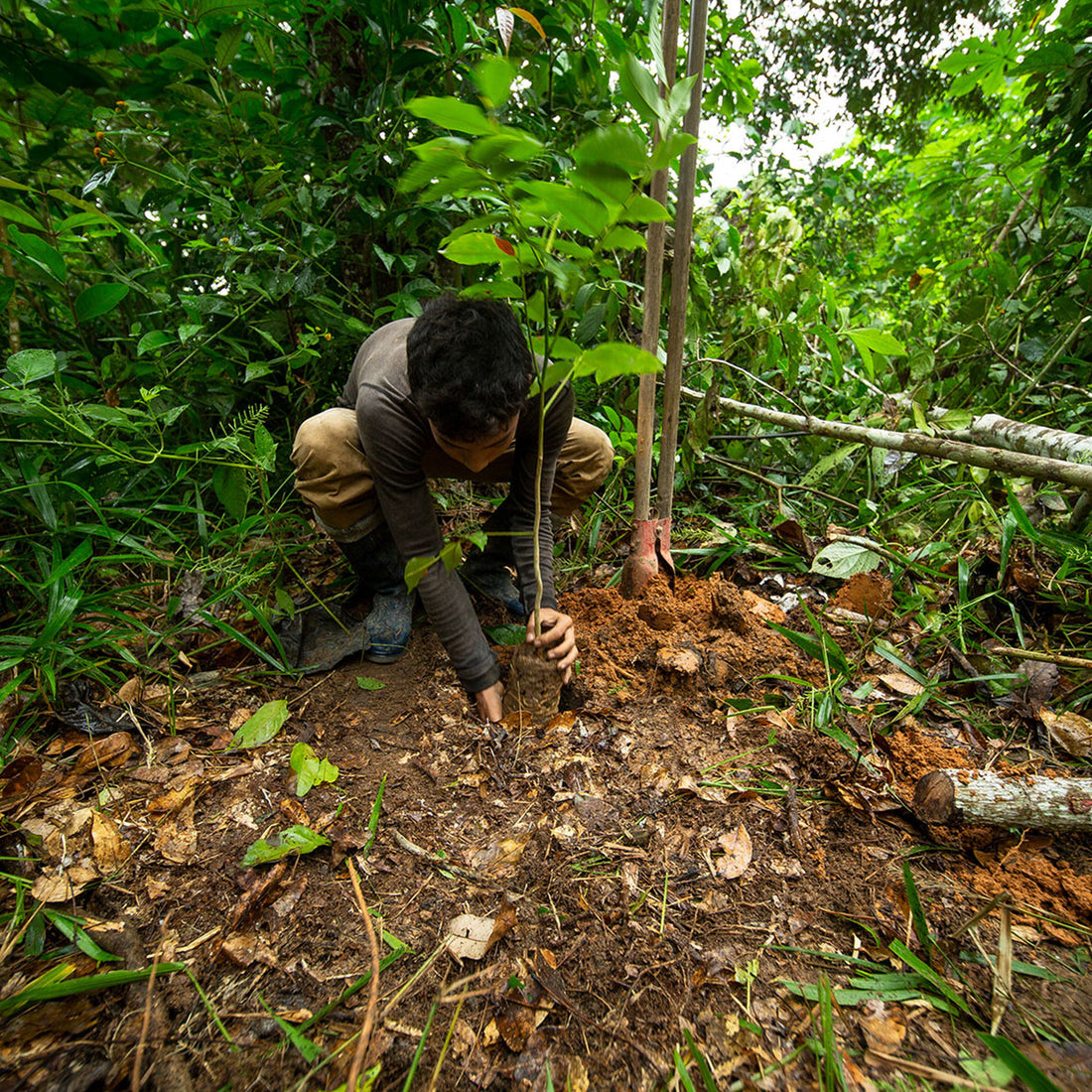 One Tree Planted