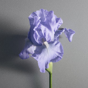 Iris Debonair