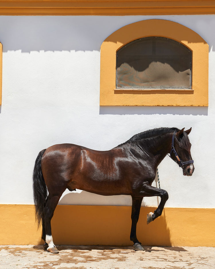 A horse featuring a house in the background. 